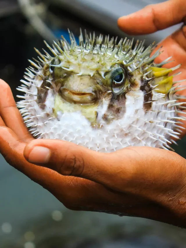cropped-peixe-baiacu.webp